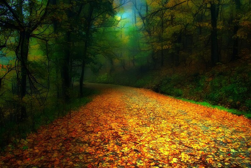 Path Covered in Autumn Leaves — Orange, Serene, Digital Art