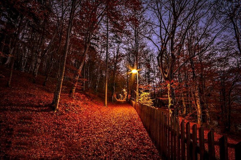 Path Covered in Autumn Leaves — Orange, Serene, Night