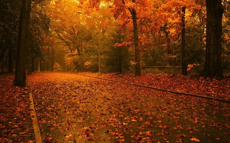 Path Covered in Autumn Leaves — Orange, Serene, Photograph