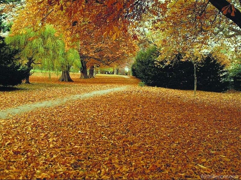 Path Covered in Autumn Leaves — Orange, Serene, Photograph, Trees, Bushes