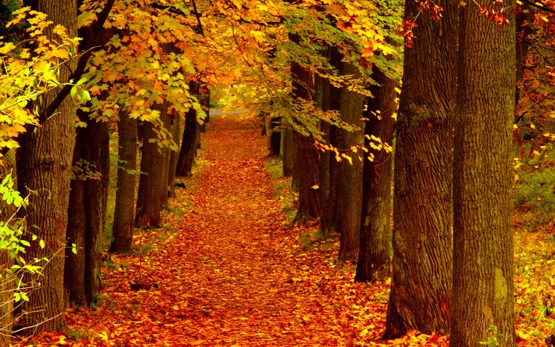Path Covered in Autumn Leaves — Orange, Serene, Photograph, Trees, Fallen Leaves, Forest