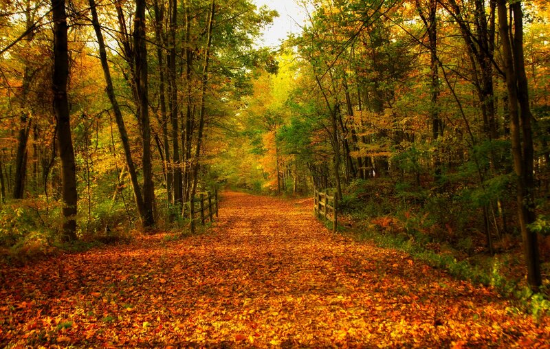 Path Covered in Autumn Leaves — Orange, Serene, Photograph, Trees, Fence, Forest