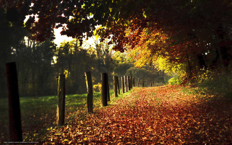 Path Covered in Autumn Leaves — Orange, Serene, Photograph, Trees, Fence, Sunlight