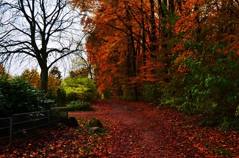 Path Covered in Autumn Leaves — Orange, Serene, Photograph, Trees, Fence