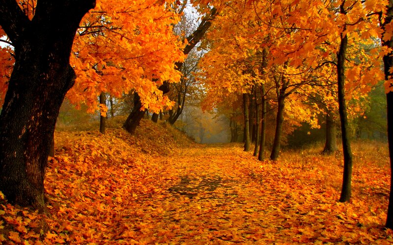 Path Covered in Autumn Leaves — Orange, Serene, Photograph, Trees, Fog