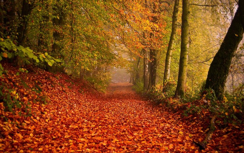 Path Covered in Autumn Leaves — Orange, Serene, Photograph, Trees, Forest, Fog