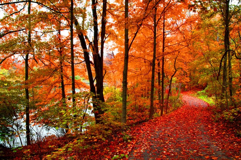 Path Covered in Autumn Leaves — Orange, Serene, Photograph, Trees, Forest, Lake