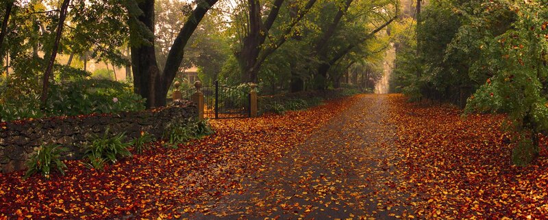 Path Covered in Autumn Leaves — Orange, Serene, Photograph, Trees, Gate