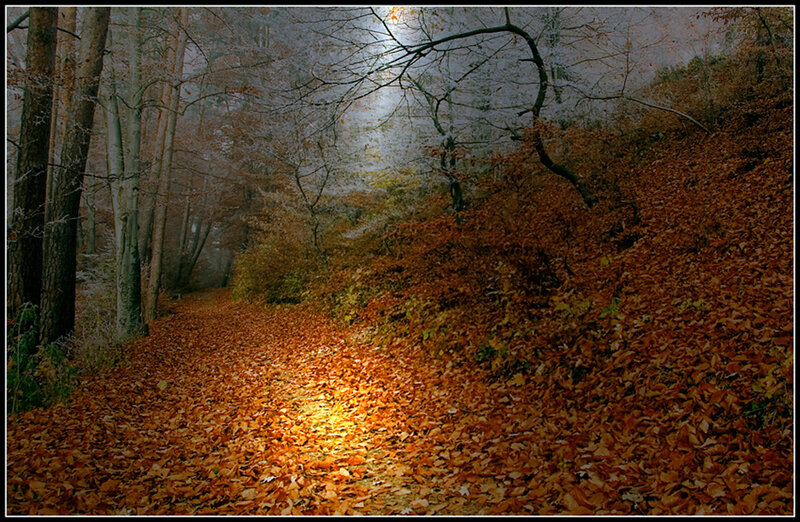 Path Covered in Autumn Leaves — Orange, Serene, Photograph, Trees, Light