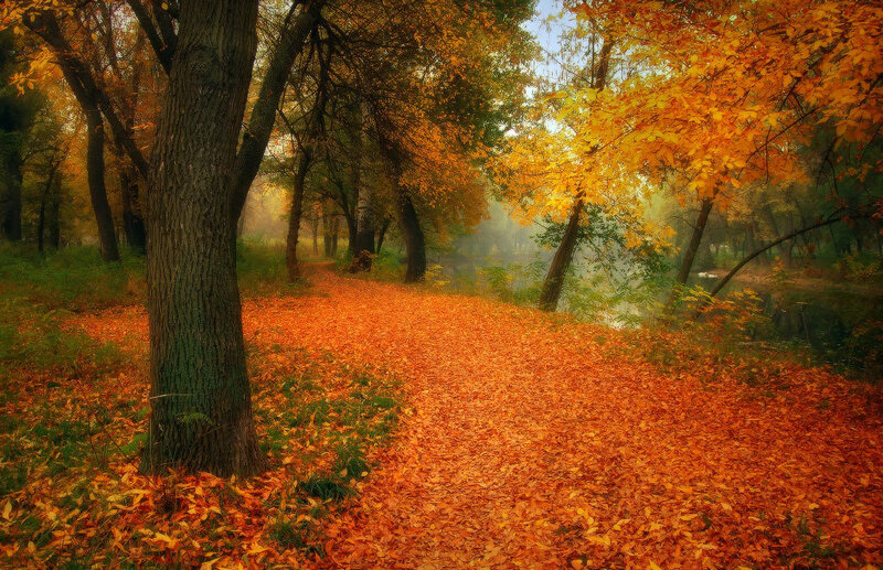 Path Covered in Autumn Leaves — Orange, Serene, Photograph, Trees, River, Fog