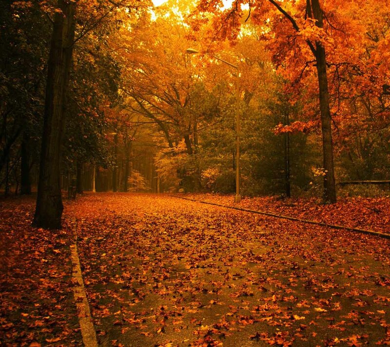 Path Covered in Autumn Leaves — Orange, Serene, Photograph, Trees, Street Light
