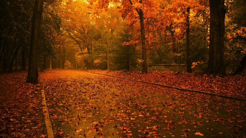 Path Covered in Autumn Leaves — Orange, Serene, Photograph, Trees