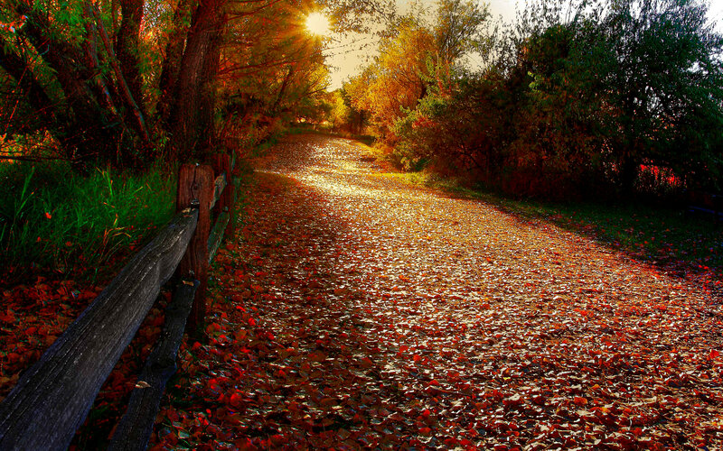 Path Covered in Autumn Leaves — Orange, Serene, Photograph, Wooden Fence, Trees