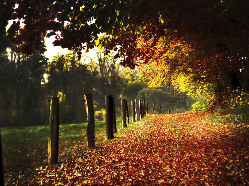 Path Covered in Autumn Leaves — Orange, Serene, Photograph, Wooden Posts