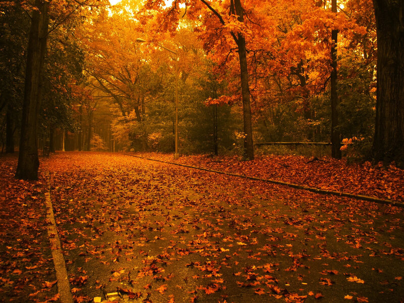 Path Covered in Autumn Leaves — Orange, Serene