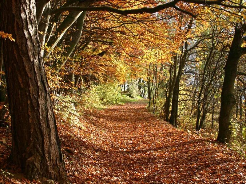 Path Covered in Autumn Leaves — Orange
