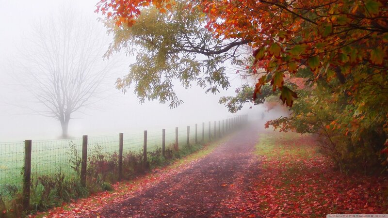 Path Covered in Autumn Leaves — Red, Misty