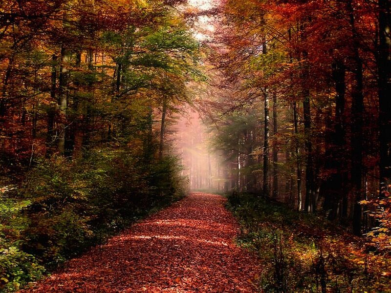 Path Covered in Autumn Leaves — Red, Serene, Photograph, Forest