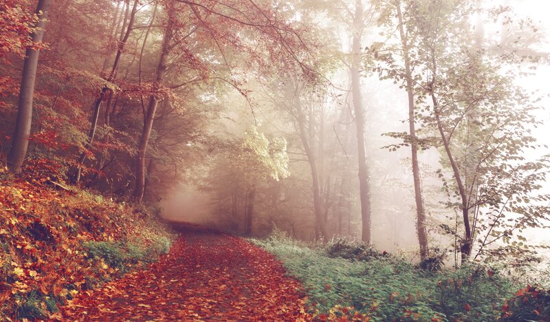 Path Covered in Autumn Leaves — Red, Serene, Photograph, Forest, Trees, Fog