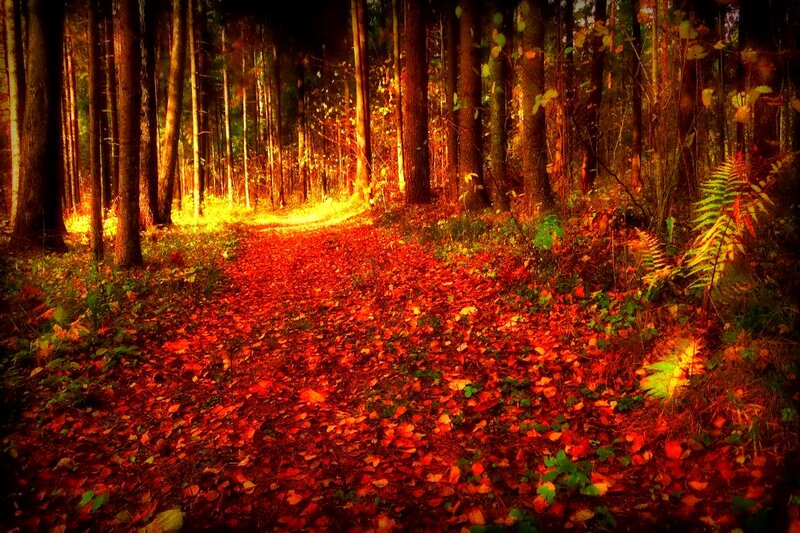 Path Covered in Autumn Leaves — Red, Serene, Photograph, Forest, Trees