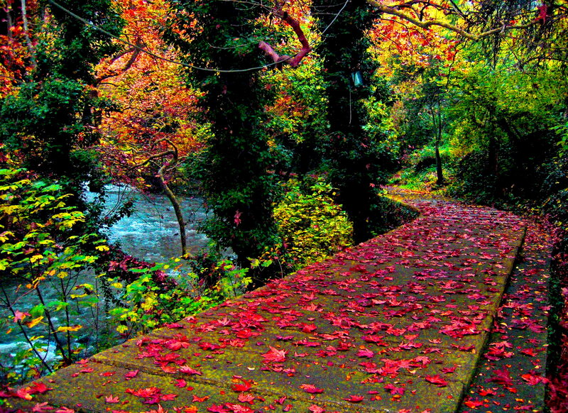 Path Covered in Autumn Leaves — Red, Serene, Photograph, River