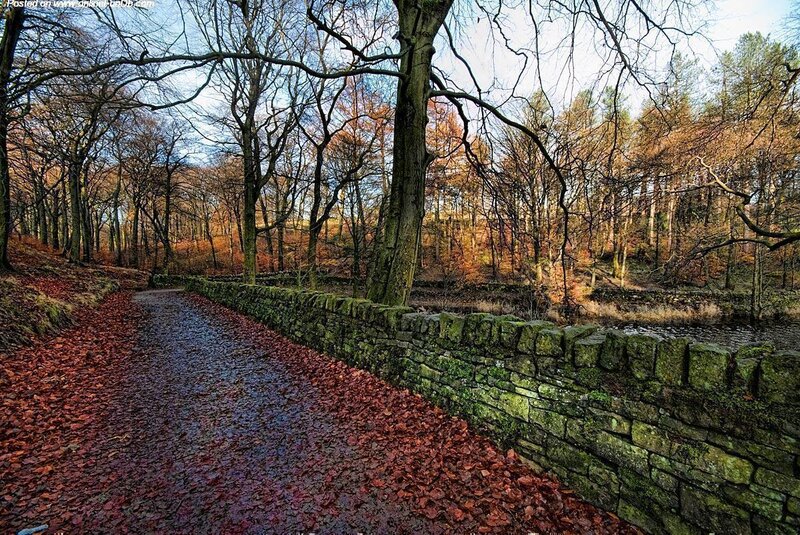 Path Covered in Autumn Leaves — Red, Serene, Photograph