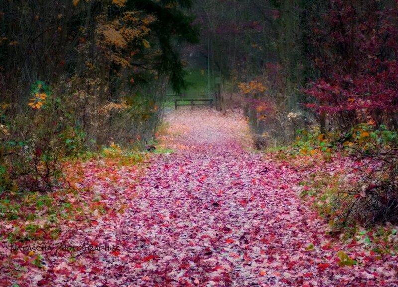 Path Covered in Autumn Leaves — Red, Serene, Photograph, Trees, Bench