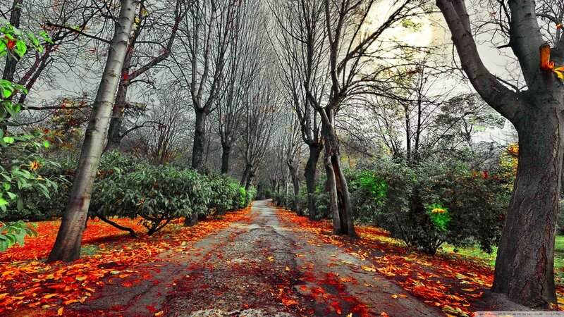 Path Covered in Autumn Leaves — Red, Serene, Photograph, Trees, Bushes, Fallen Leaves