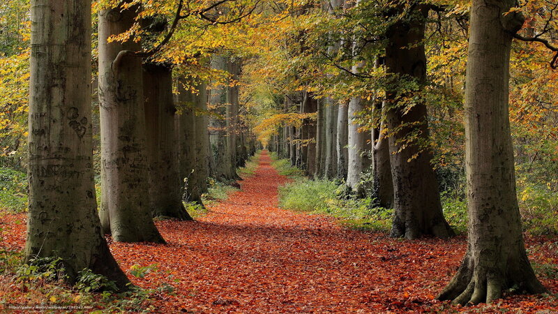 Path Covered in Autumn Leaves — Red, Serene, Photograph, Trees, Fallen Leaves