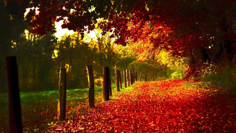 Path Covered in Autumn Leaves — Red, Serene, Photograph, Trees, Fence, Sunlight