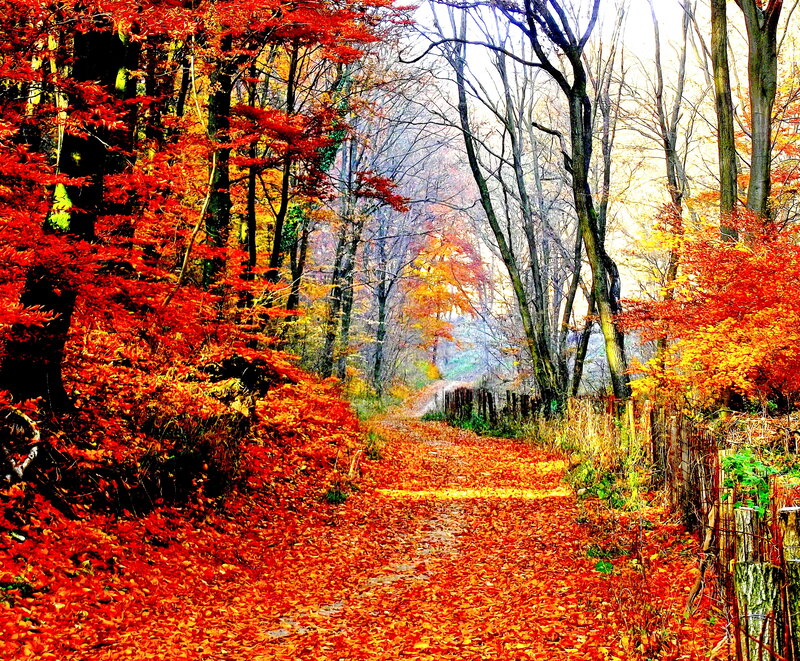 Path Covered in Autumn Leaves — Red, Serene, Photograph, Trees, Fence