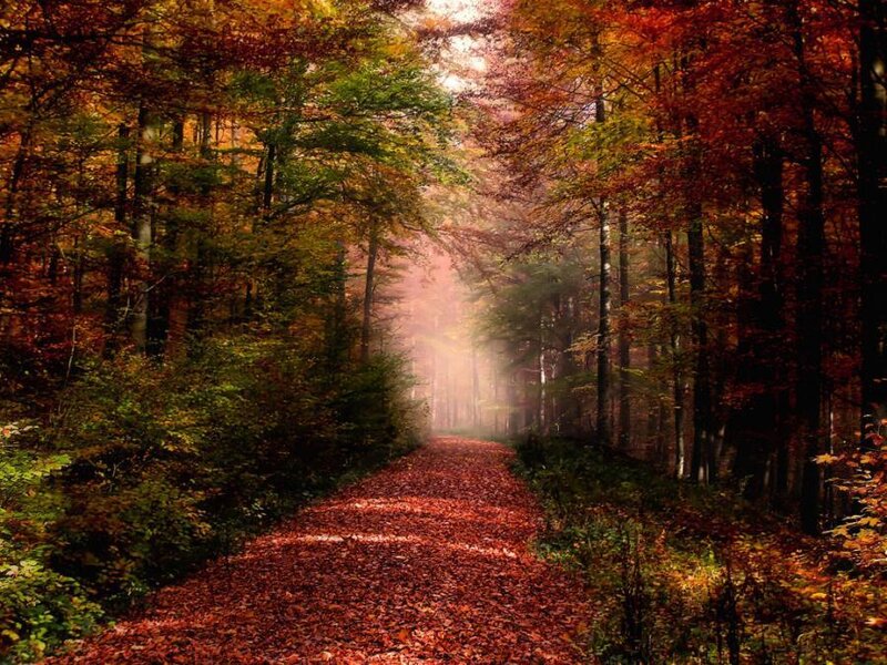 Path Covered in Autumn Leaves — Red, Serene, Photograph, Trees, Fog, Sunlight