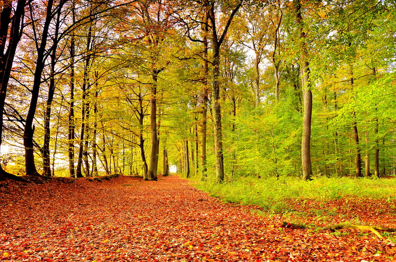 Path Covered in Autumn Leaves — Red, Serene, Photograph, Trees, Forest, Fallen Leaves