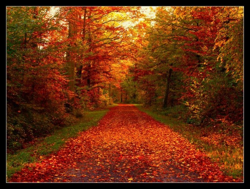 Path Covered in Autumn Leaves — Red, Serene, Photograph, Trees, Forest