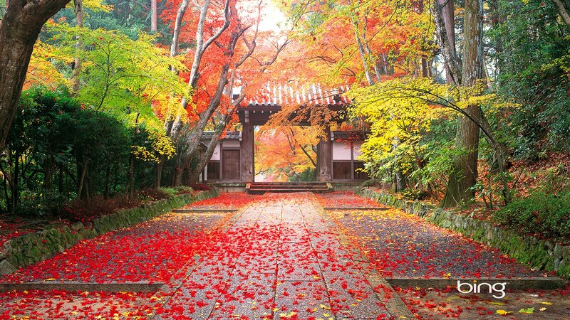 Path Covered in Autumn Leaves — Red, Serene, Photograph, Trees, Gate