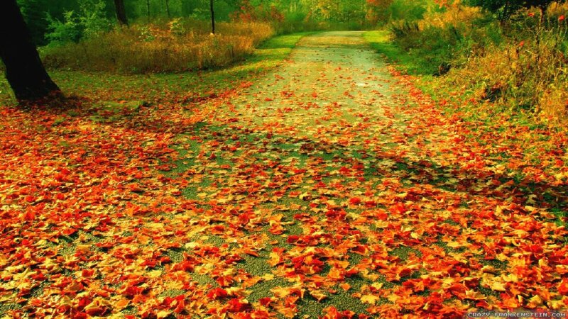 Path Covered in Autumn Leaves — Red, Serene, Photograph, Trees, Grass