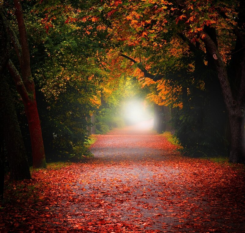 Path Covered in Autumn Leaves — Red, Serene, Photograph, Trees, Light