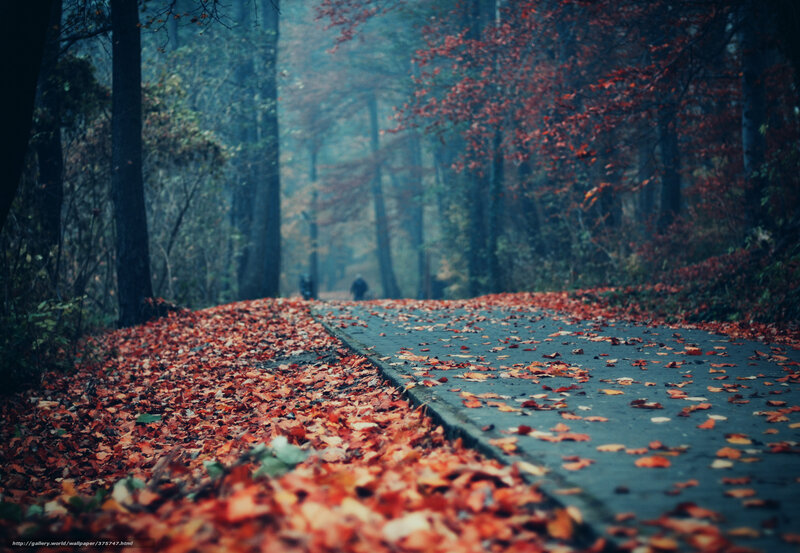 Path Covered in Autumn Leaves — Red, Serene, Photograph, Trees, Person, Brown