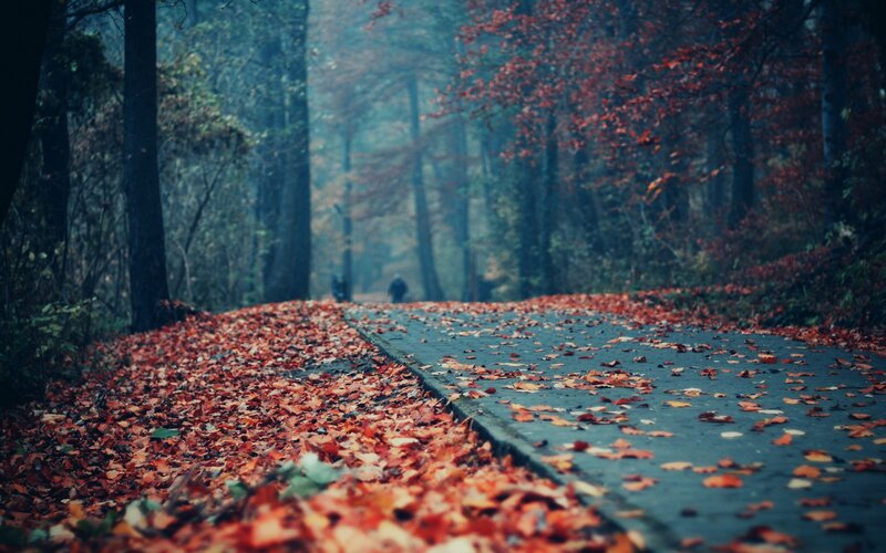 Path Covered in Autumn Leaves — Red, Serene, Photograph, Trees, Person