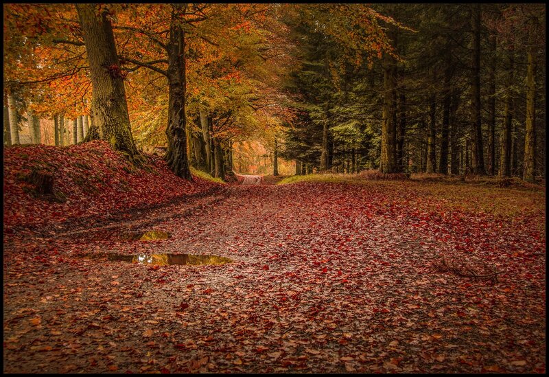Path Covered in Autumn Leaves — Red, Serene, Photograph, Trees, Puddle
