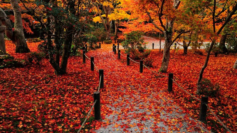 Path Covered in Autumn Leaves — Red, Serene, Photograph, Trees, Rope Barriers