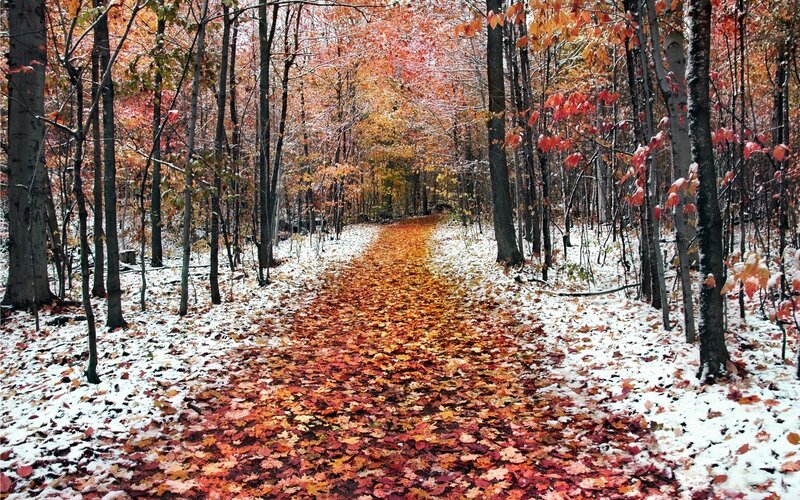 Path Covered in Autumn Leaves — Red, Serene, Photograph, Trees, Snow, Forest, Orange