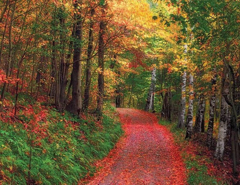 Path Covered in Autumn Leaves — Red, Serene, Photograph, Trees