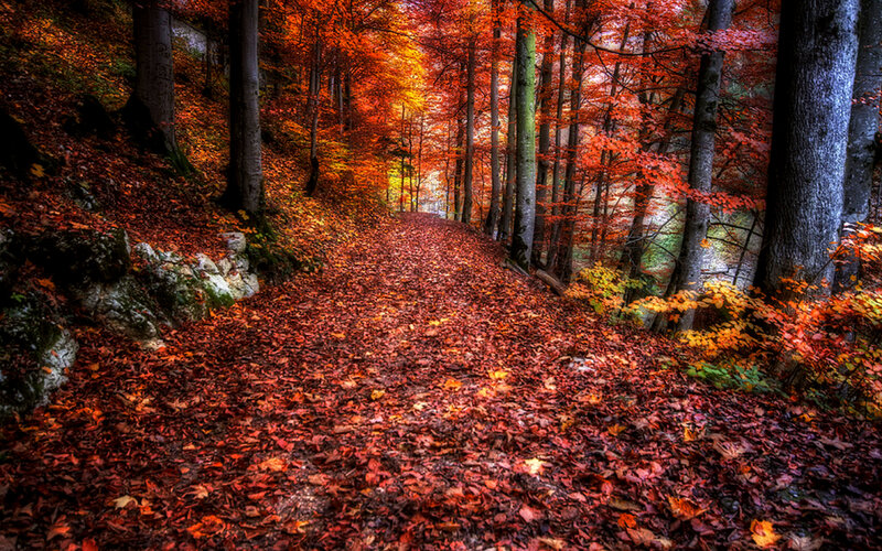 Path Covered in Autumn Leaves — Red