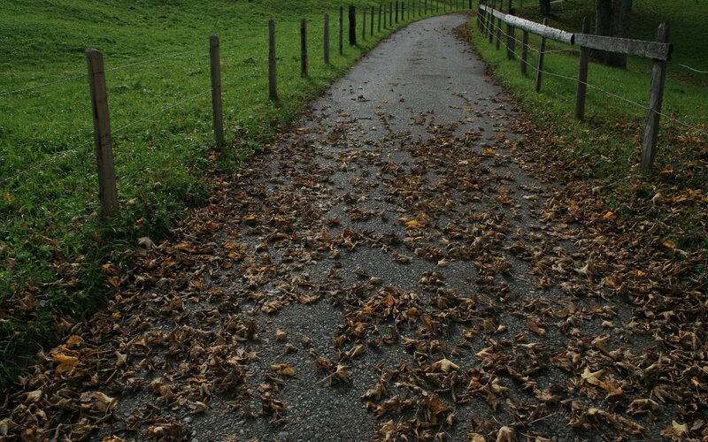 path covered in autumn leaves