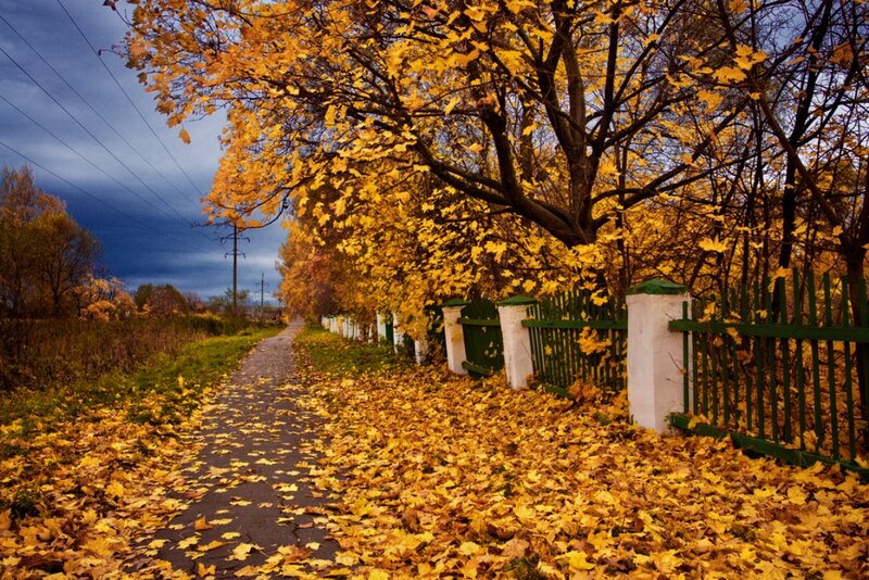 Path Covered in Autumn Leaves — Yellow, Dramatic