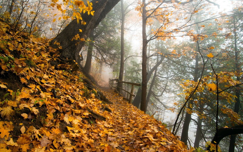 Path Covered in Autumn Leaves — Yellow, Misty