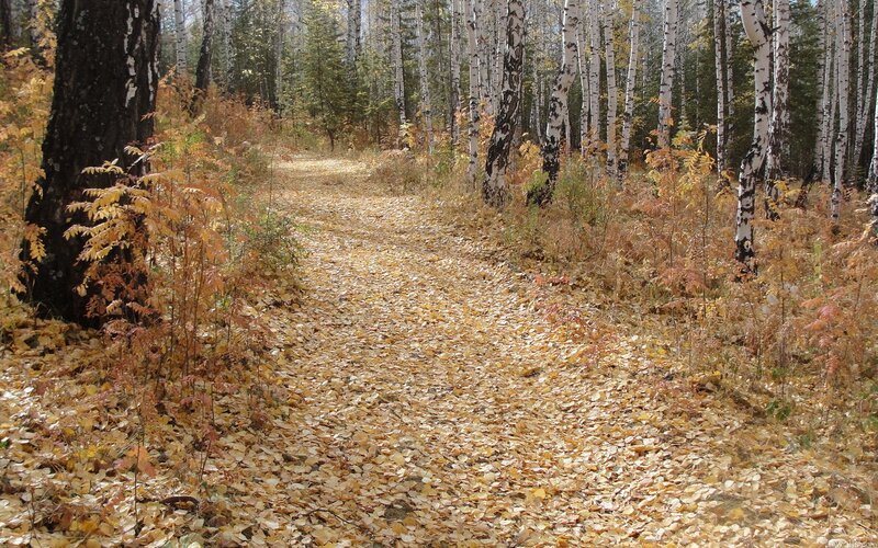 Path Covered in Autumn Leaves — Yellow, Serene, Photograph, Birch Trees, Fallen Leaves