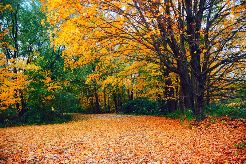 Path Covered in Autumn Leaves — Yellow, Serene, Photograph, Trees, Fallen Leaves, Forest