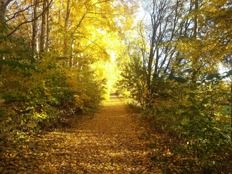 Path Covered in Autumn Leaves — Yellow, Serene, Photograph, Trees, Fallen Leaves, Sunlight